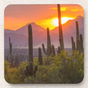 Desert cactus sunset, Arizona Beverage Coaster