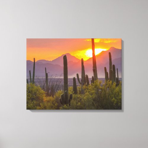 Desert cactus sunset Arizona Canvas Print