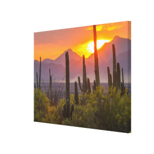 Desert cactus sunset, Arizona Canvas Print