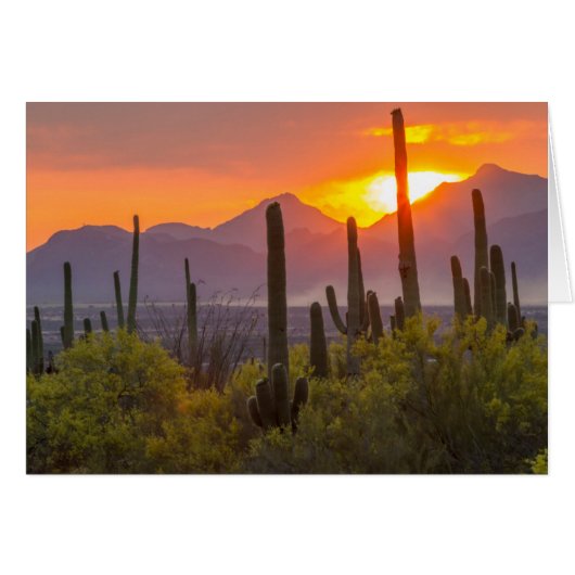 Desert cactus sunset, Arizona Cards (Front Horizontal)