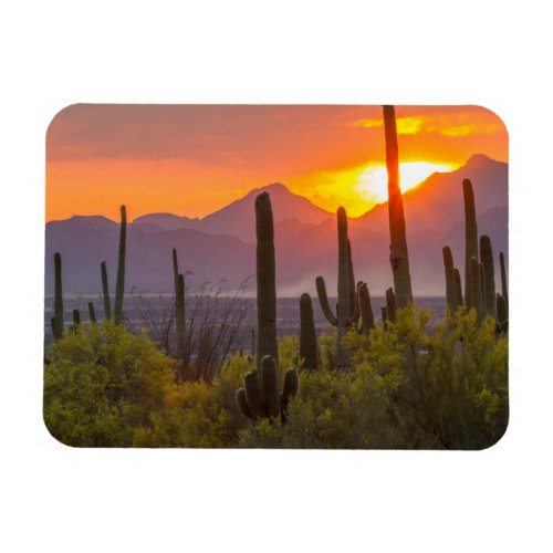 Desert cactus sunset Arizona Magnet