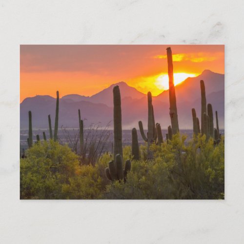 Desert cactus sunset Arizona Postcard