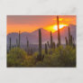 Desert cactus sunset, Arizona Postcard