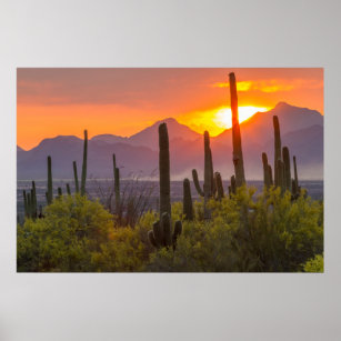 Desert cactus sunset, Arizona Poster