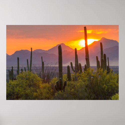 Desert cactus sunset Arizona Poster