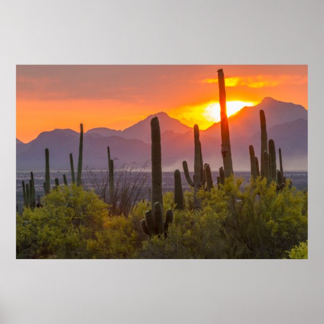 Desert cactus sunset, Arizona Poster (Front)