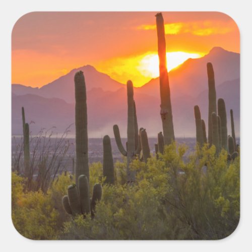Desert cactus sunset Arizona Square Sticker