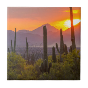 Desert cactus sunset, Arizona Tile