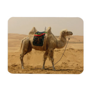 Desert Camel Magnet