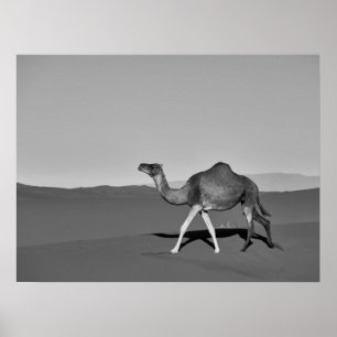 Desert Camel Walking Black and White Poster