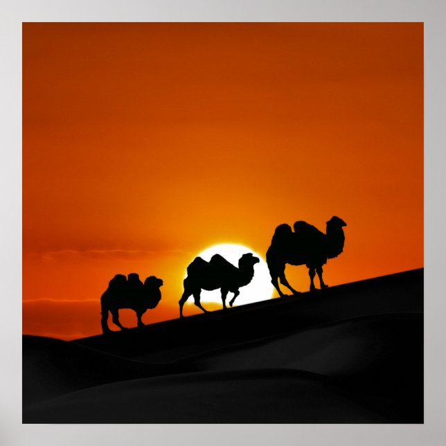 Desert Camels at sunset Poster (Front)