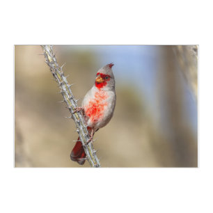 Desert Cardinal  Acrylic Print