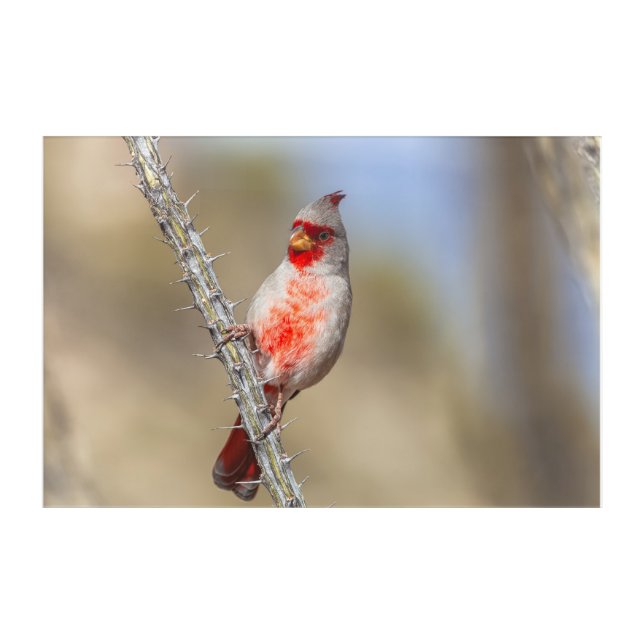Desert Cardinal  Acrylic Print (Front)