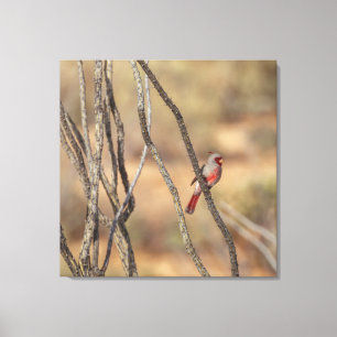 Desert Cardinal Canvas Print