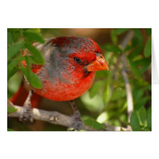 Desert Cardinal Cards (Front Horizontal)