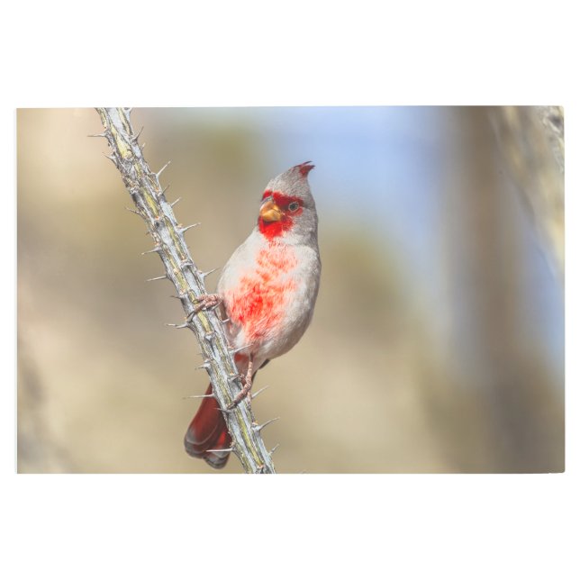 Desert Cardinal  Metal Print (Front)