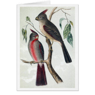 Desert cardinals cards