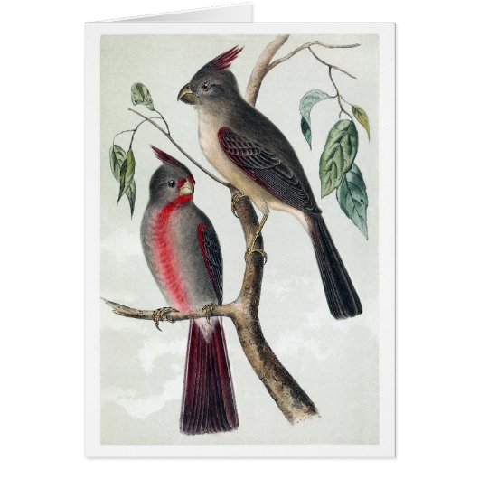 Desert cardinals cards (Front)