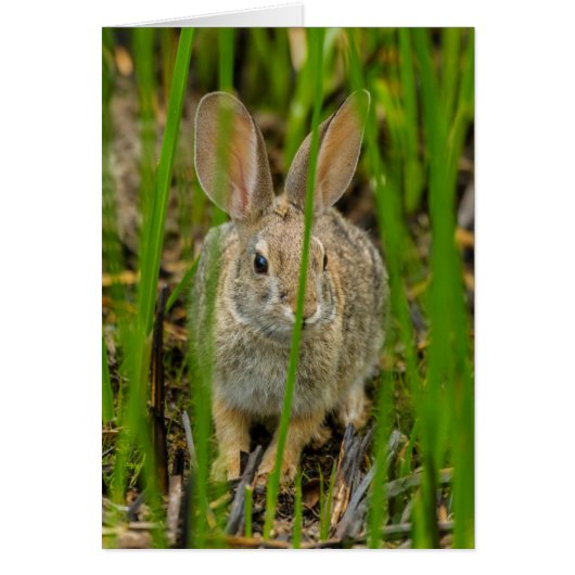 Desert Cottontail Rabbit Cards (Front)