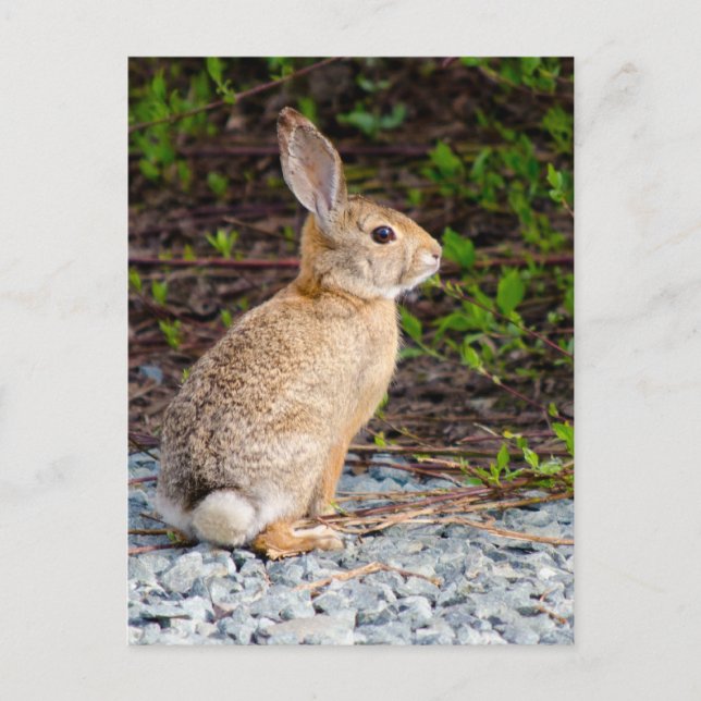 Desert Cottontail Rabbit Postcard (Front)