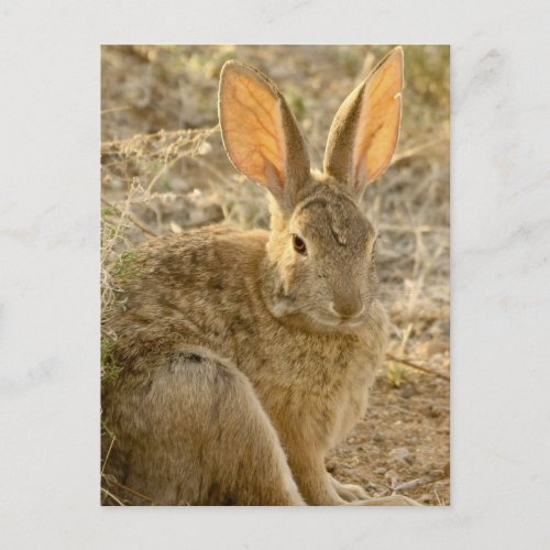 Desert Cottontail Rabbit Postcard