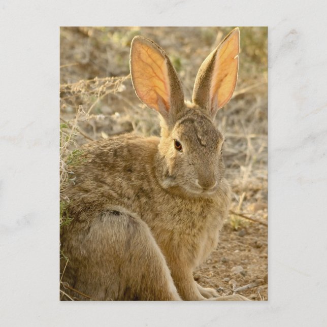 Desert Cottontail Rabbit Postcard (Front)