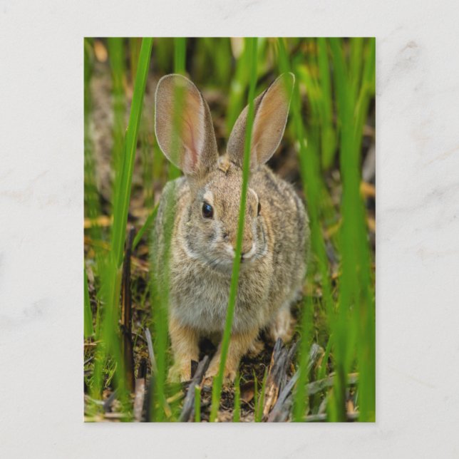 Desert Cottontail Rabbit Postcard (Front)