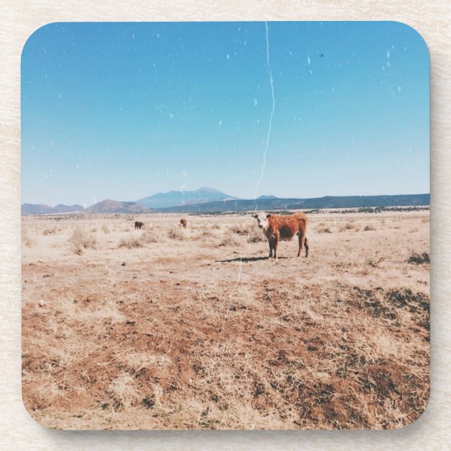 Desert Cow Beverage Coaster (Front)