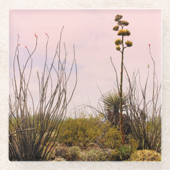 Desert Dreams New Mexico Agave & Ocotillo Glass Coaster