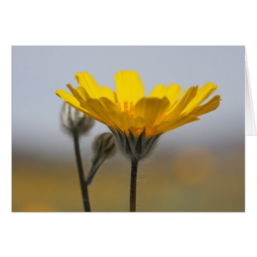 Desert Dune Sunflower Cards (Front Horizontal)