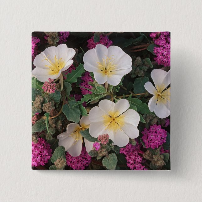 Desert Evening Primrose and Desert Sand Verbena, Button (Front)