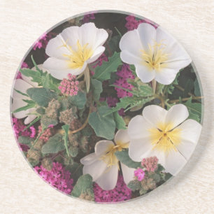 Desert Evening Primrose and Desert Sand Verbena, Drink Coaster