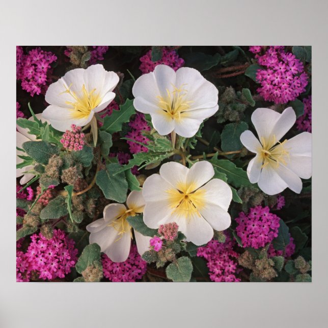 Desert Evening Primrose and Desert Sand Verbena, Poster (Front)