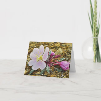 Desert Evening Primrose Notecard