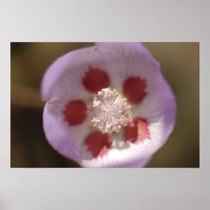 Desert Five Spot Wildflower Print