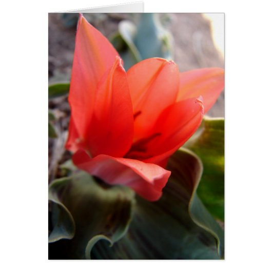 desert flower cards (Front)