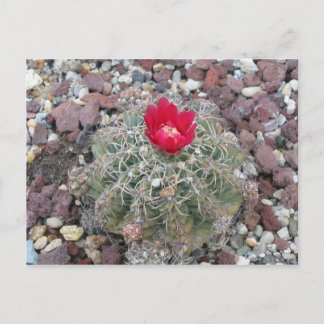 Desert Flower Postcard