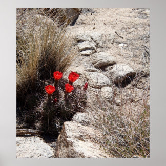 Desert Flowers, Joshua Tree National Park Poster