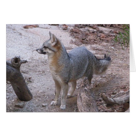 Desert Fox Cards (Front Horizontal)