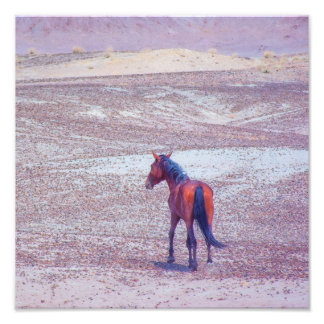 Desert Horse P8640 Photo Print