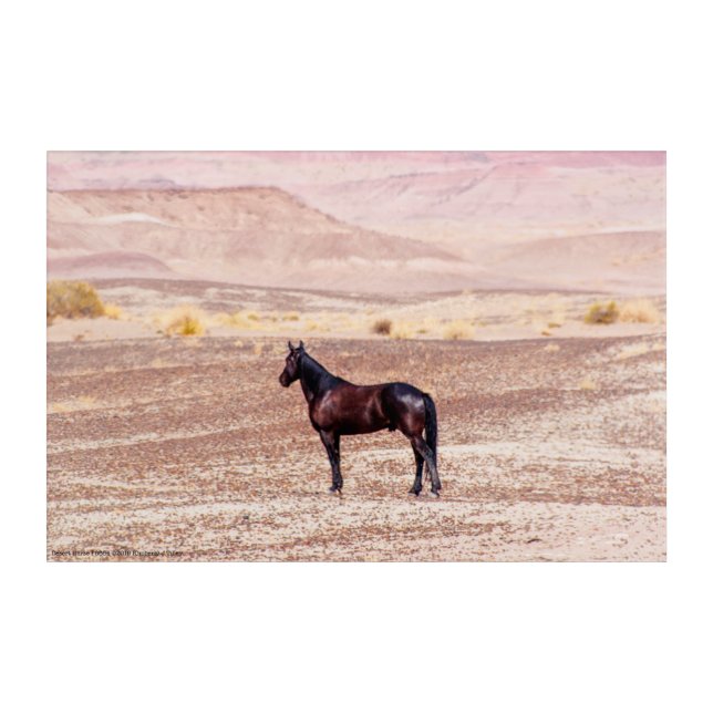 Desert Horse P8664 Acrylic Print (Front)
