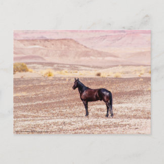 Desert Horse P8664 Postcard
