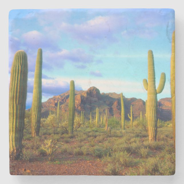 Desert in springtime stone coaster (Front)