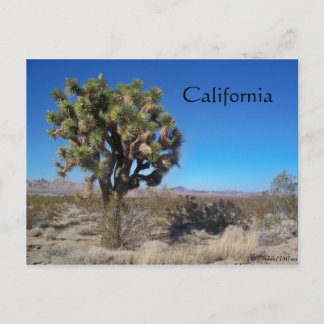 Desert Joshua Tree Postcard