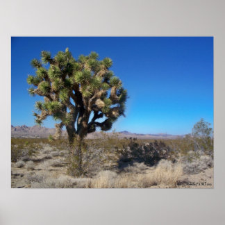 Desert Joshua Tree Poster