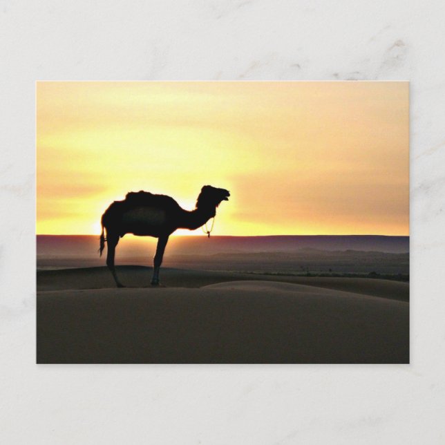 Desert Landscape with Camel Postcard (Front)