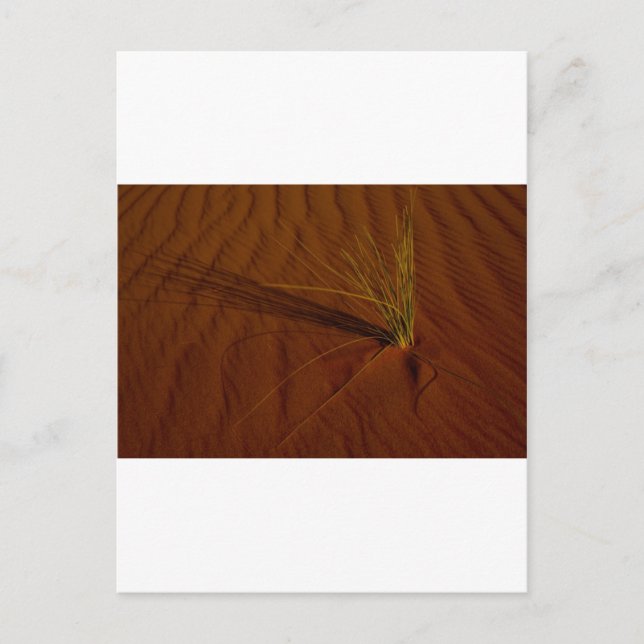 Desert life postcard (Front)