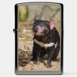 Desert Light – Tasmanian Devil Zippo Lighter