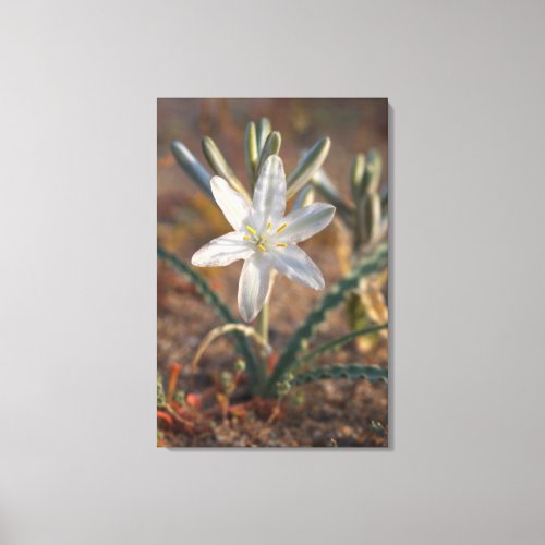 Desert Lily Wildflowers Canvas Print