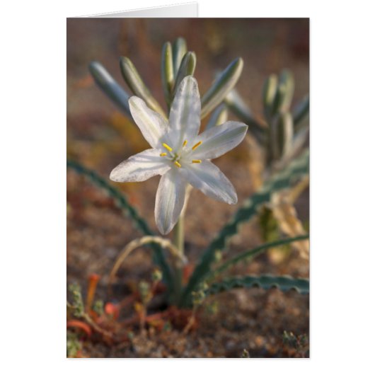 Desert Lily Wildflowers Cards (Front)